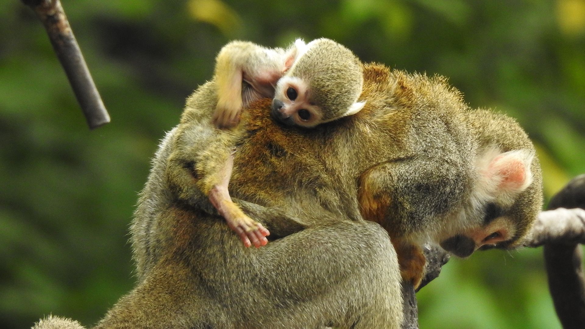 Bronx Zoo - Tierpark der Superlative