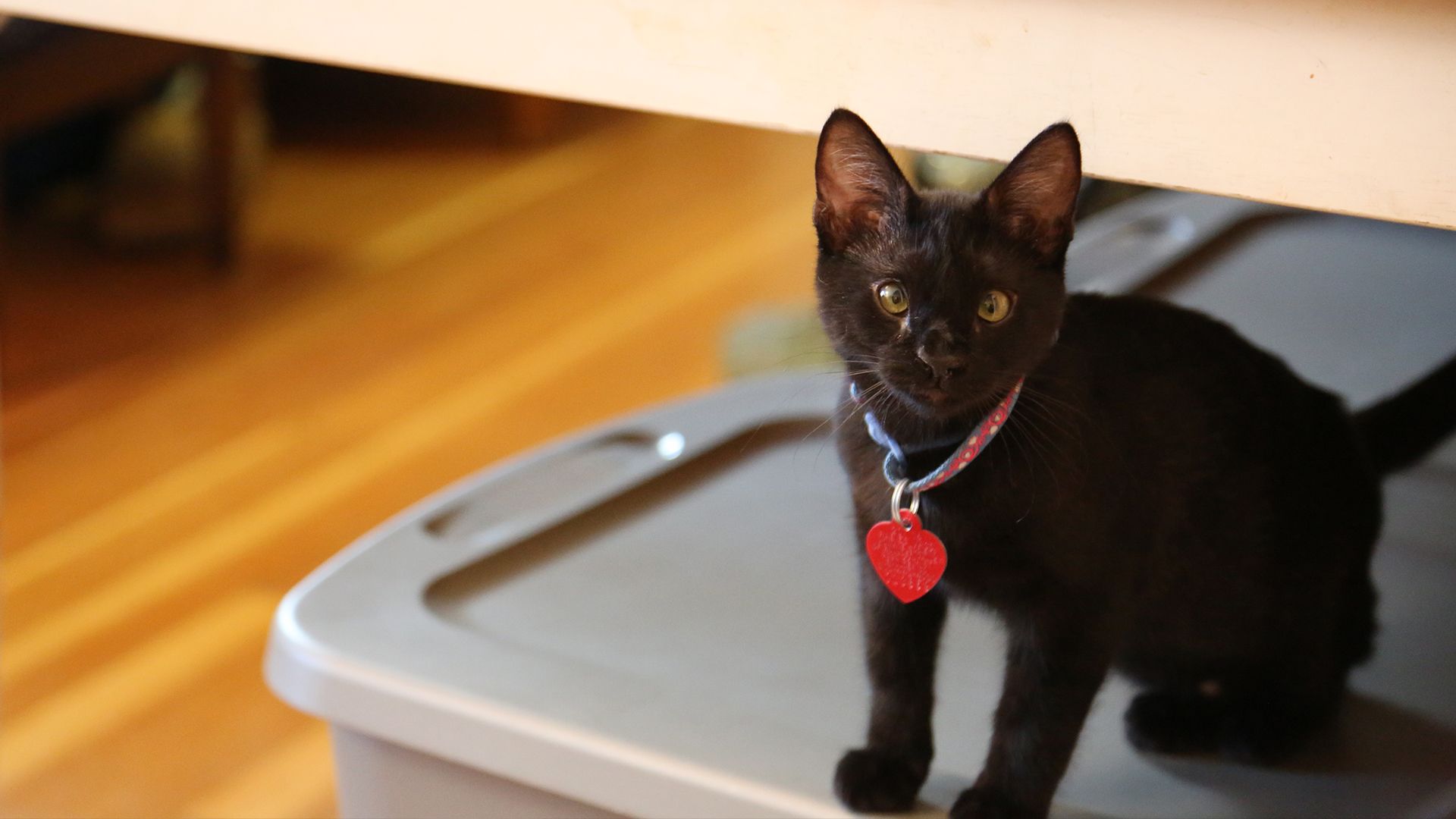 Der Katzenflüsterer