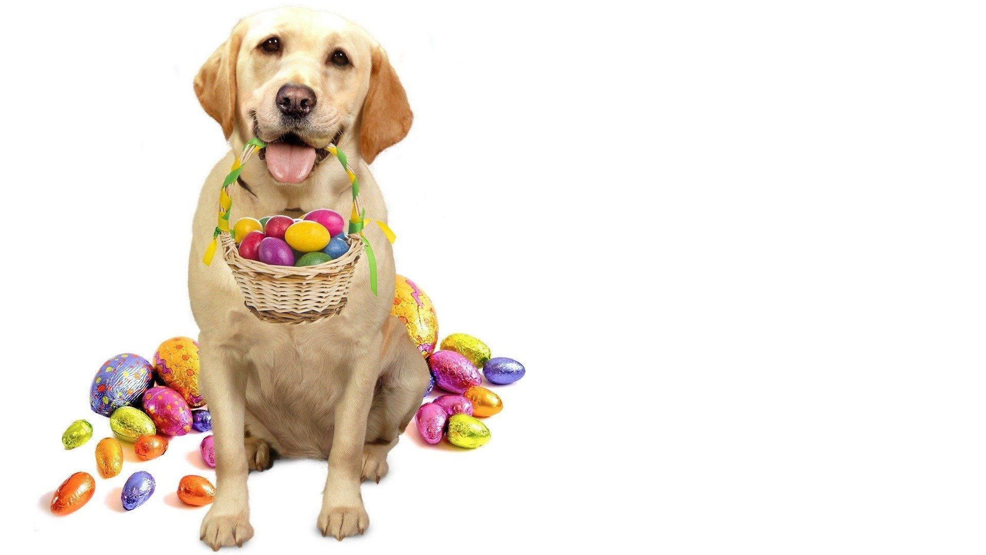 Ein Hund rettet Ostern