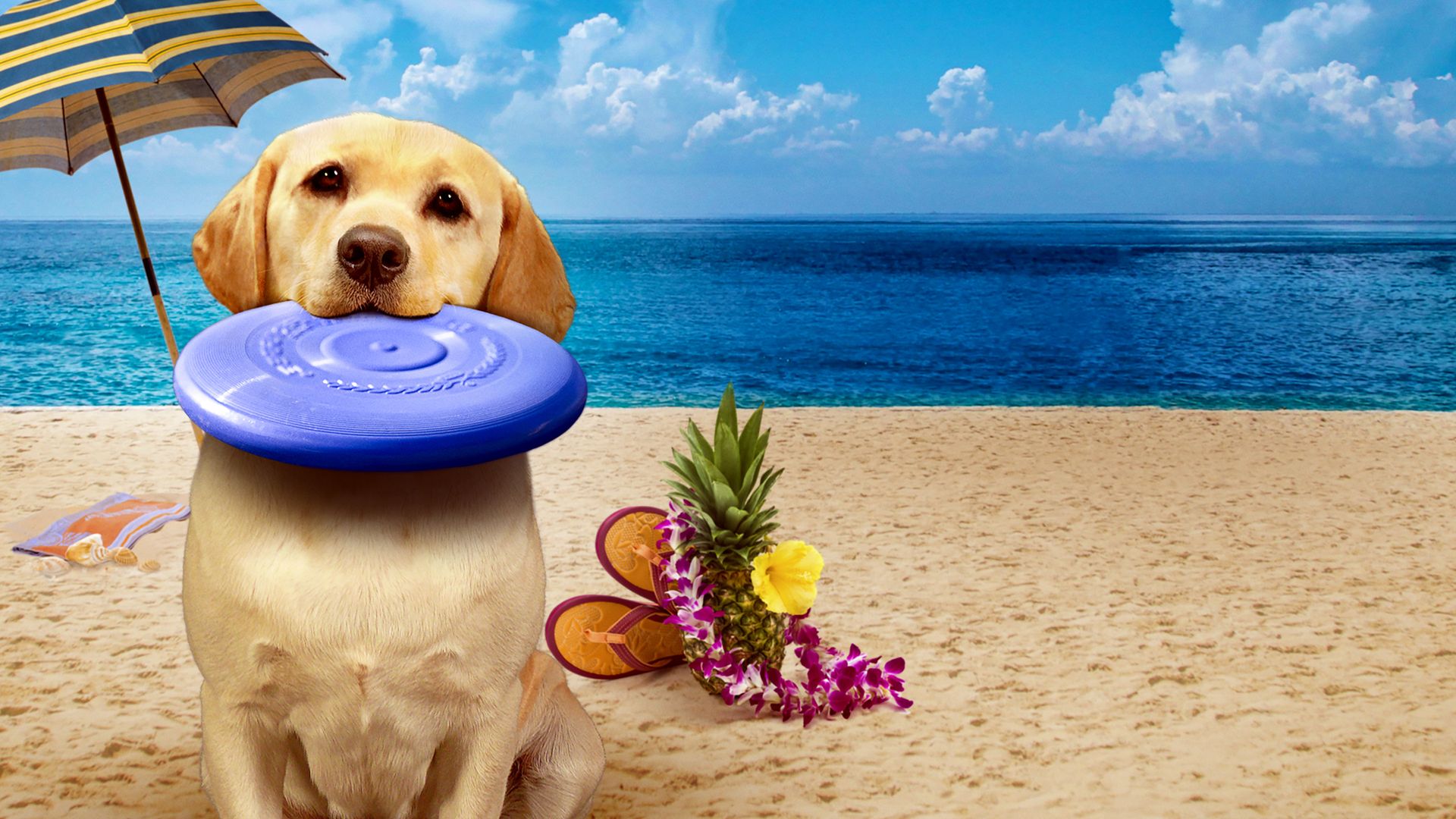 Ein Hund rettet den Sommer