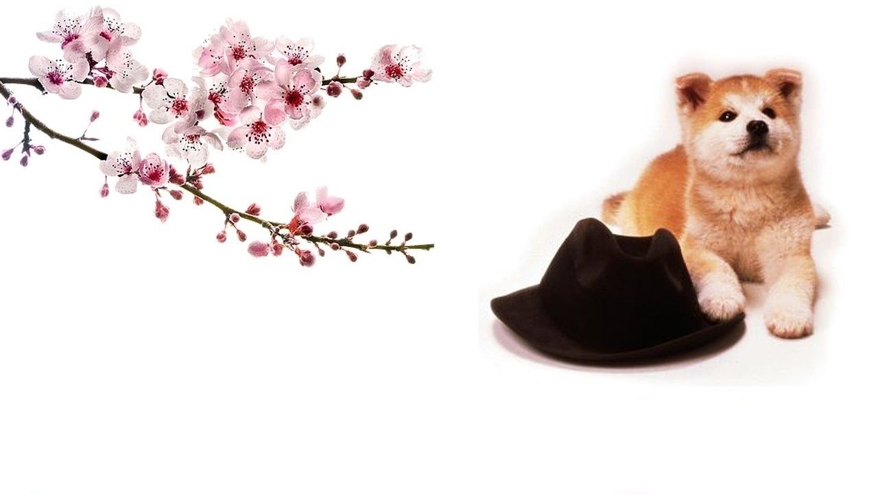 Hachiko - Wahre Freundschaft währt ewig