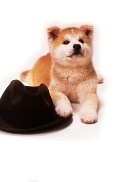 Hachiko - Wahre Freundschaft währt ewig