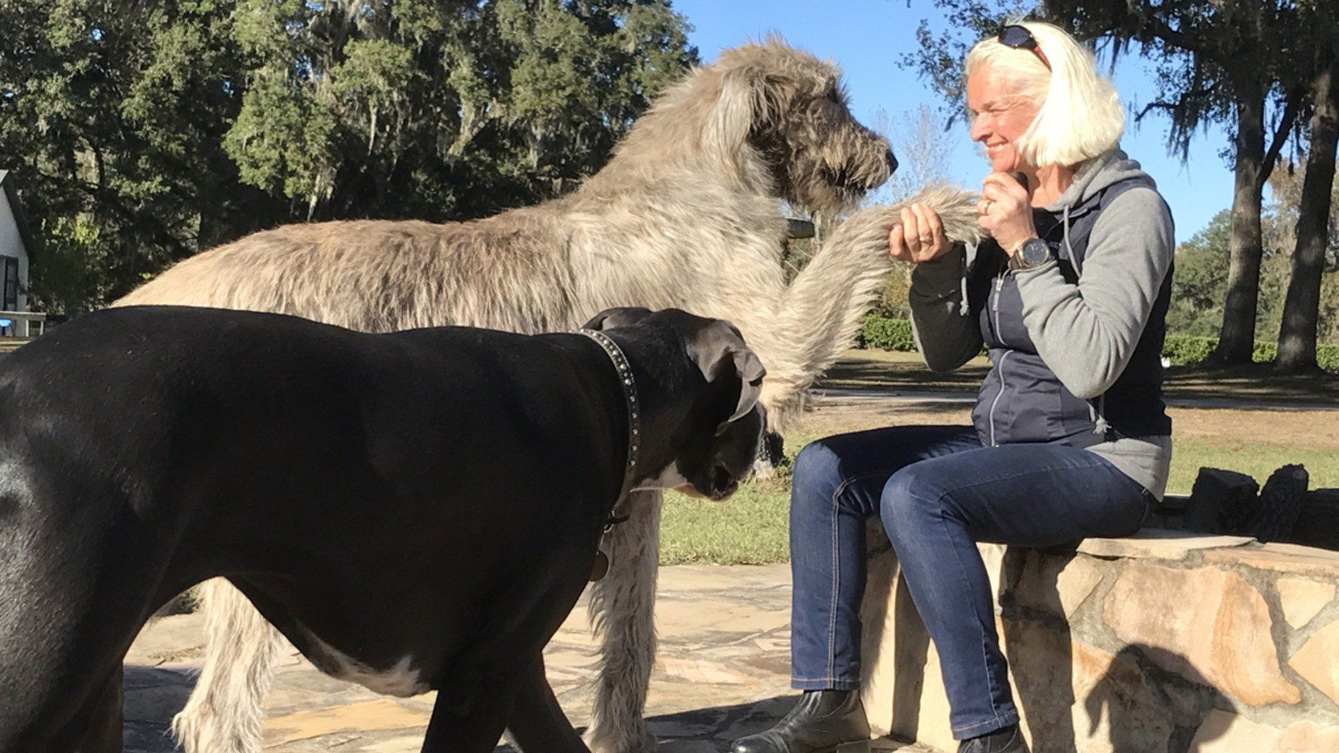Neues vom Hankenhof - Tamme forever