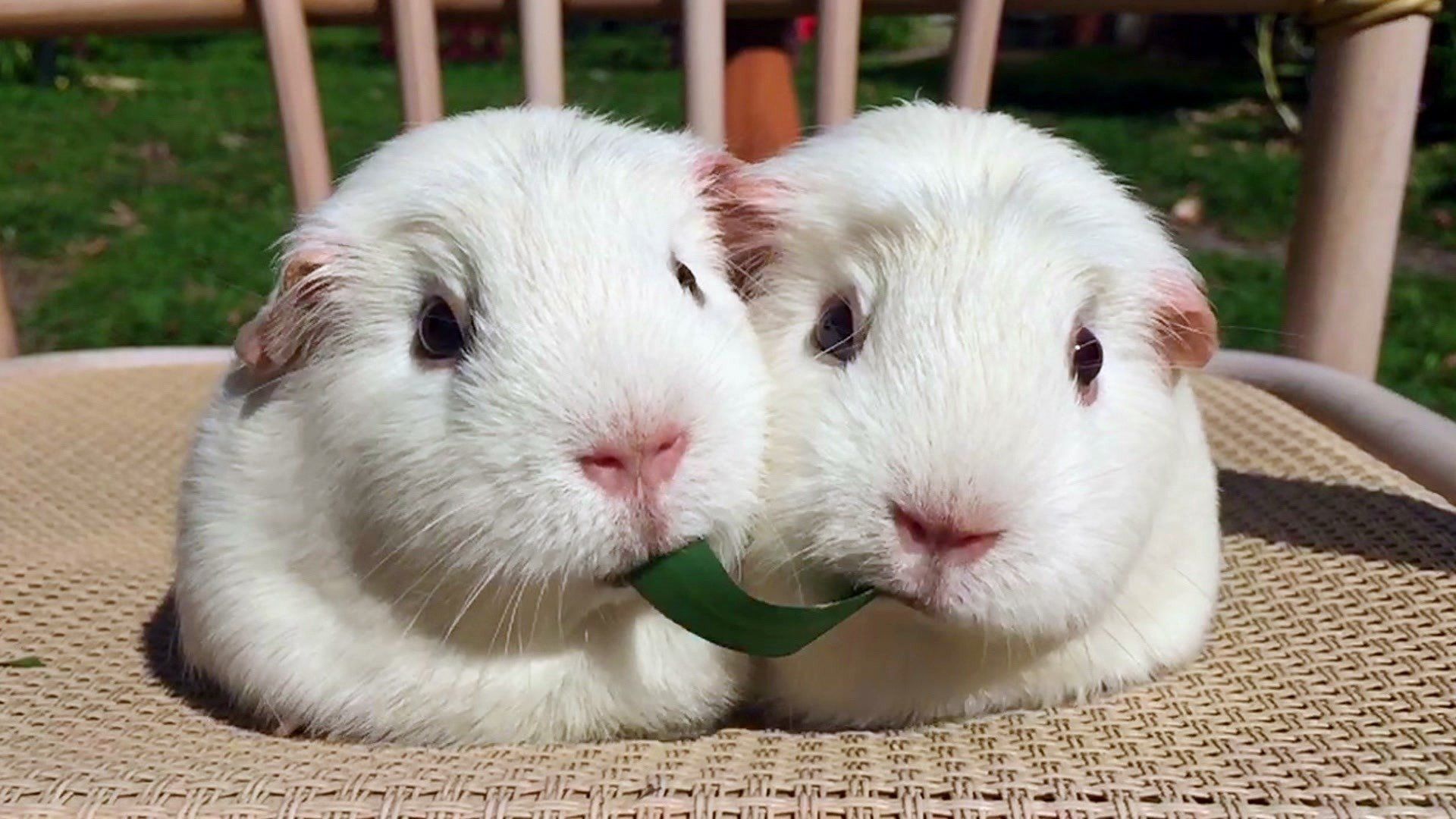 Die verrücktesten Haustiere