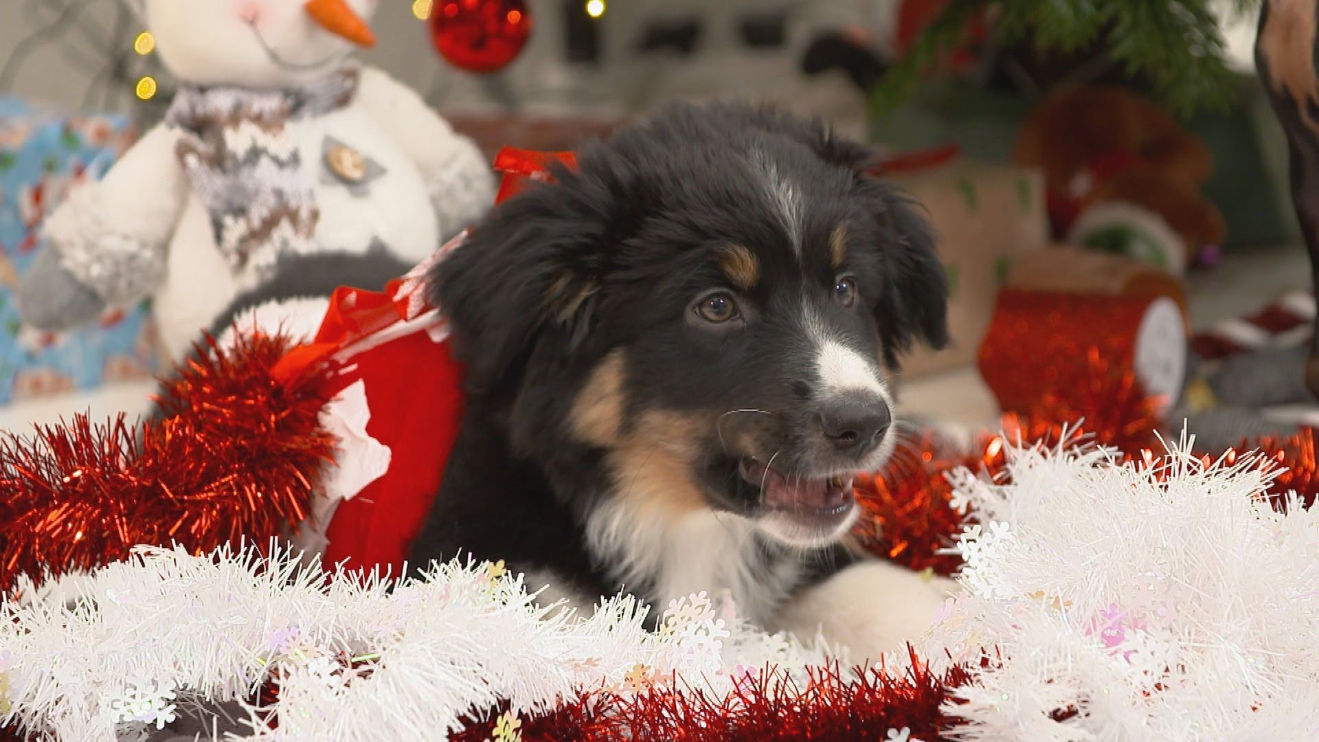 Weihnachtswelpen - Eine tierische Bescherung