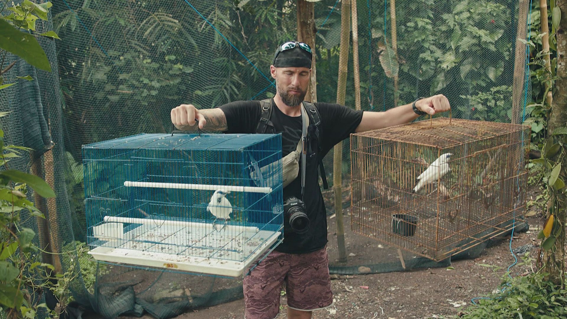 Starlin Pangolin - die Auswilderung