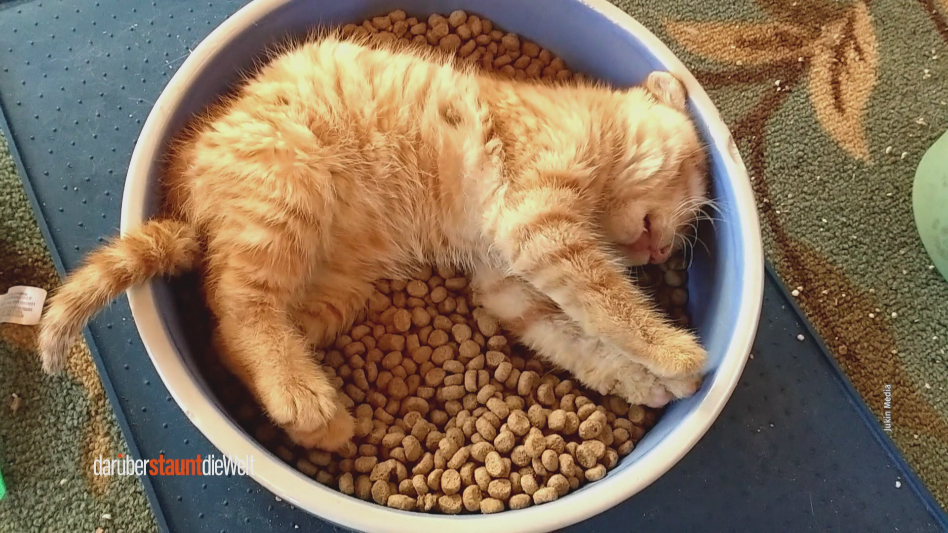 Die abgedrehtesten Tier-Momente