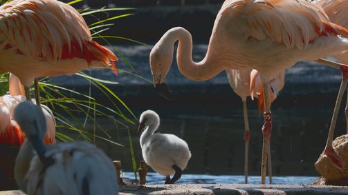 Tierbabys Tierbabys Folge 2: Herdenmentalität