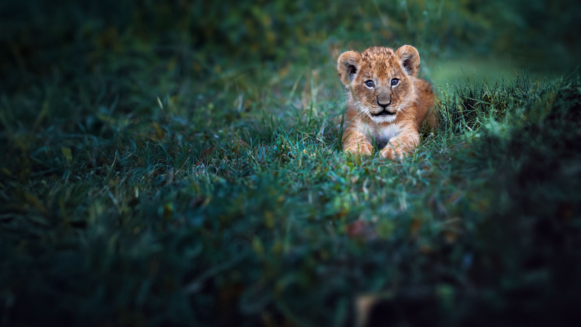 Die Reise eines Lebens