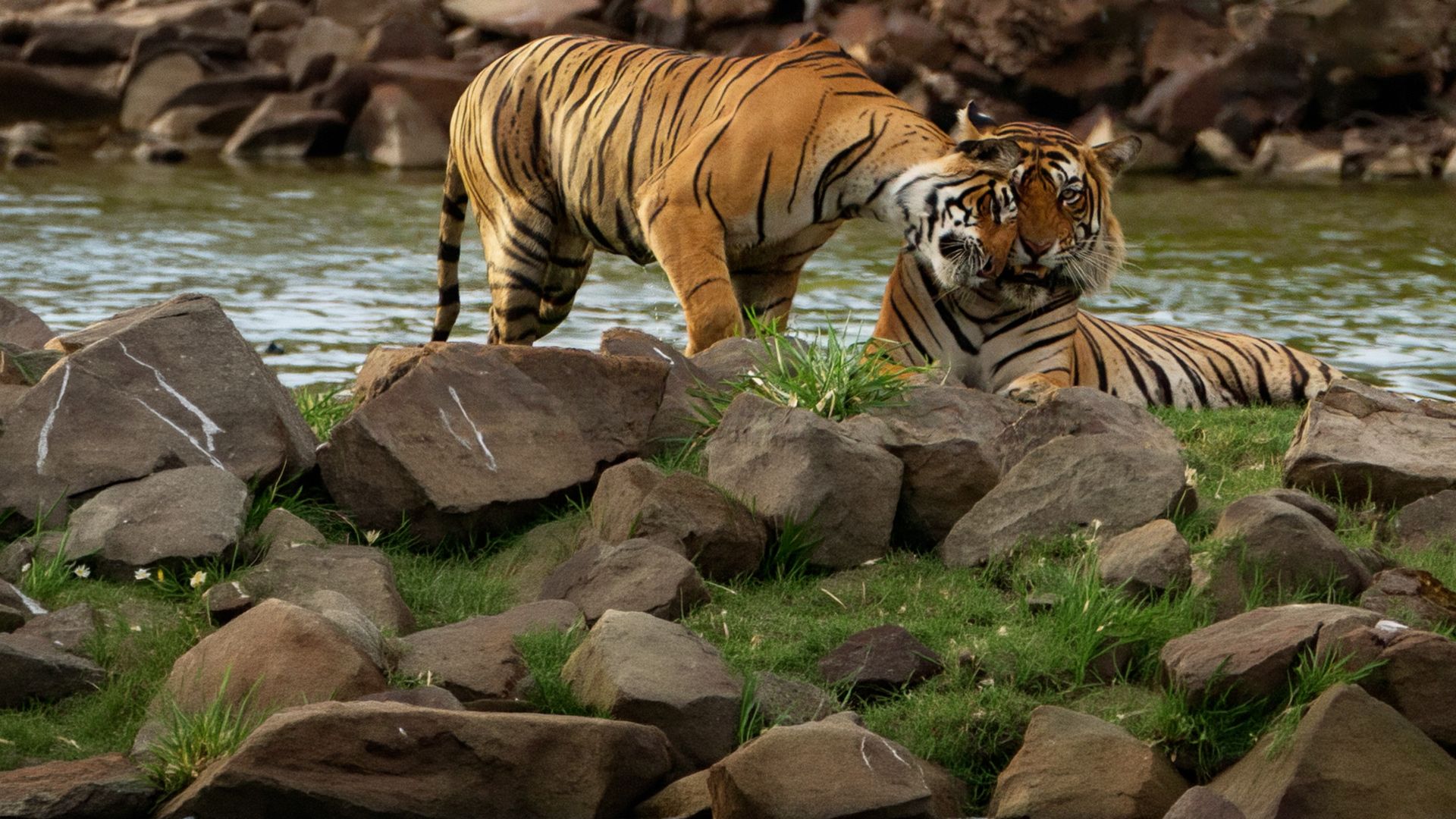 Into the Wild: Indien