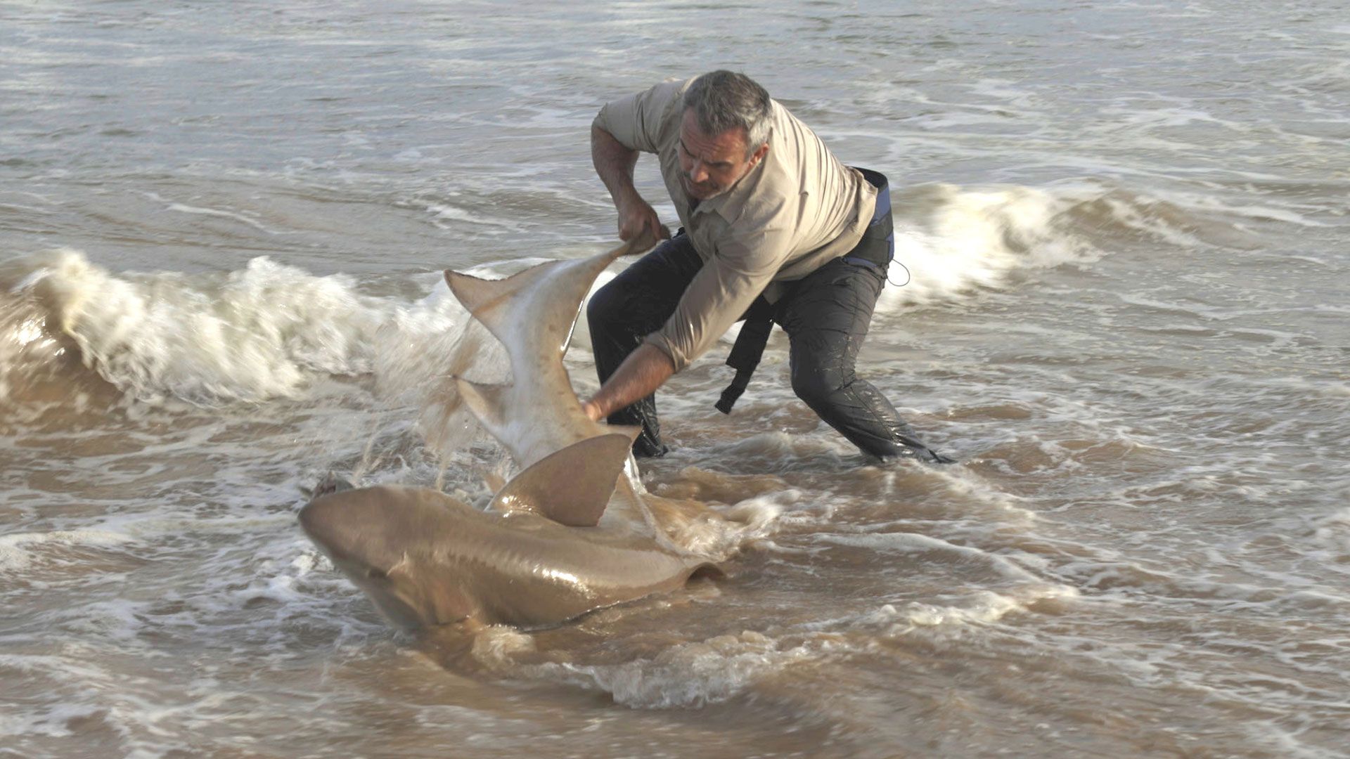 Seichte Bucht, brutale Räuber