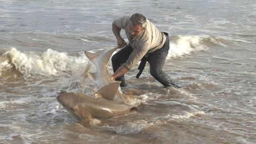 Giganten unter Wasser - Riesenfischen auf der Spur Giganten unter Wasser - Riesenfischen auf der Spur Folge 8: Seichte Bucht, brutale Räuber