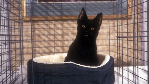 Sabrina ... total verhext! SABRINA - TOTAL VERHEXT! - 01. STAFFEL Folge 19: Katzenjammer