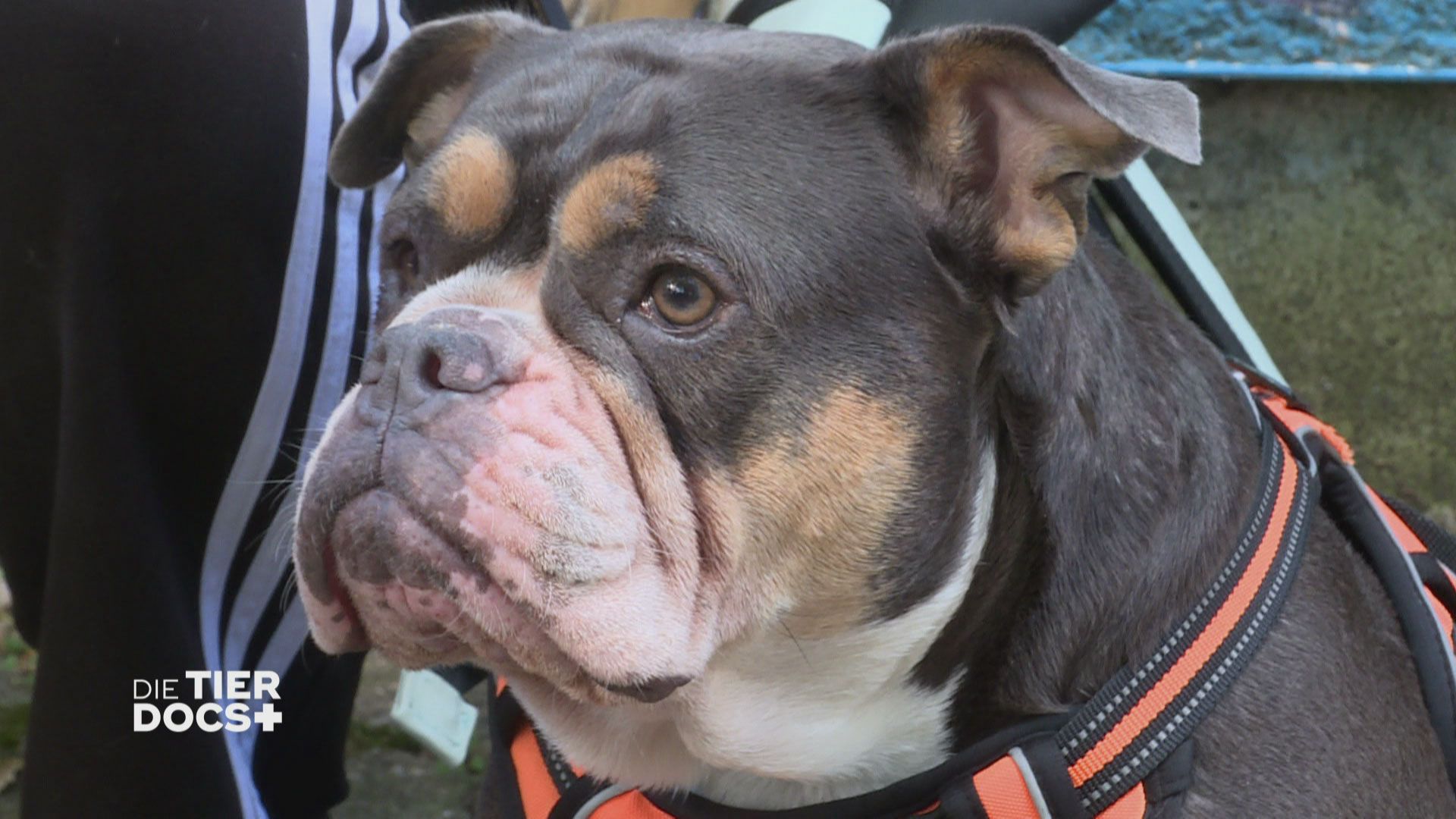 Amy leidet unter Juckreiz