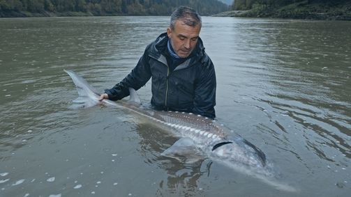 Giganten unter Wasser - Riesenfischen auf der Spur Giganten unter Wasser - Riesenfischen auf der Spur Folge 1: Kanadas Weiße Riesen