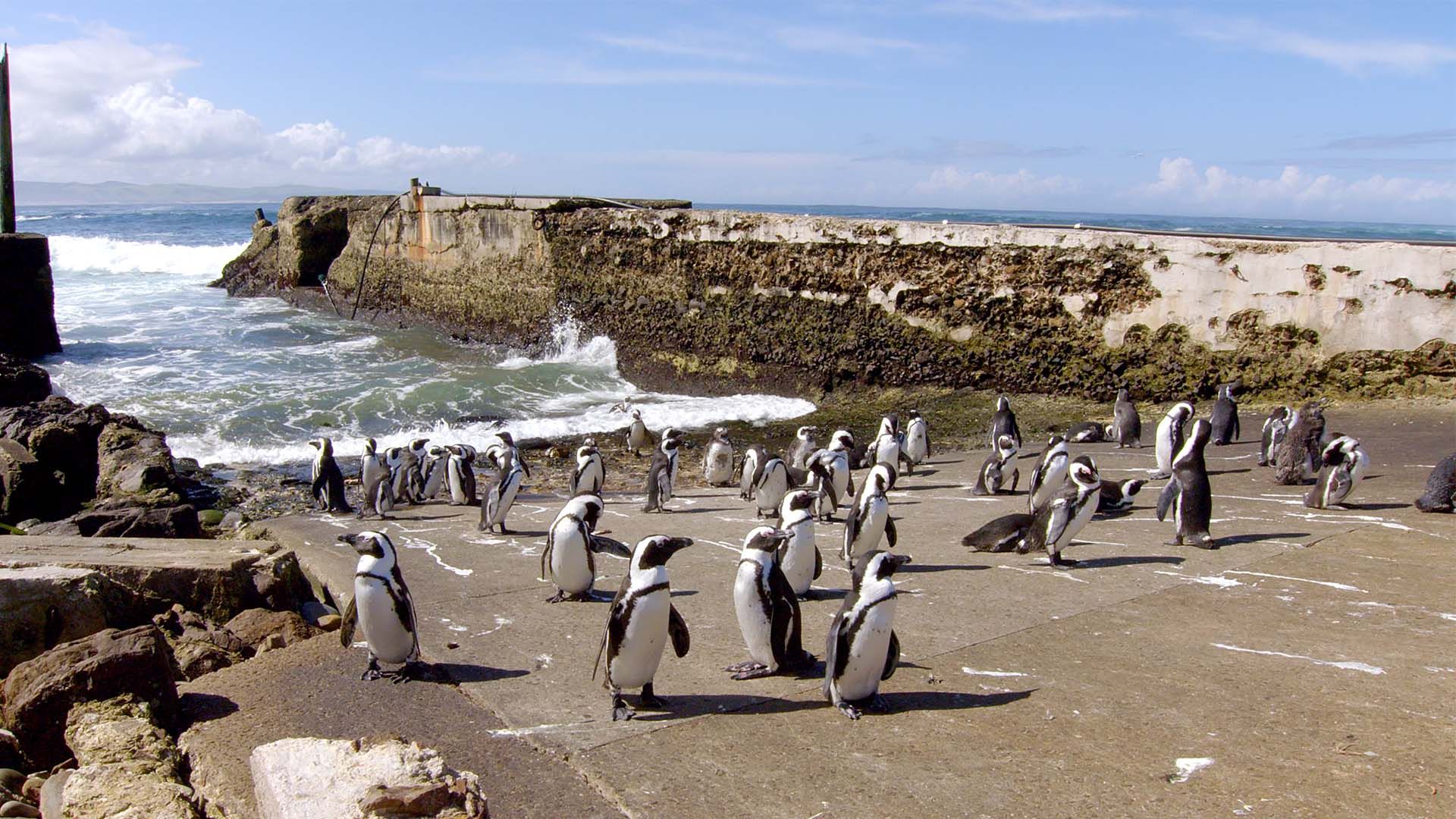Algoa Bay: Letzte Zuflucht der Brillenpinguine
