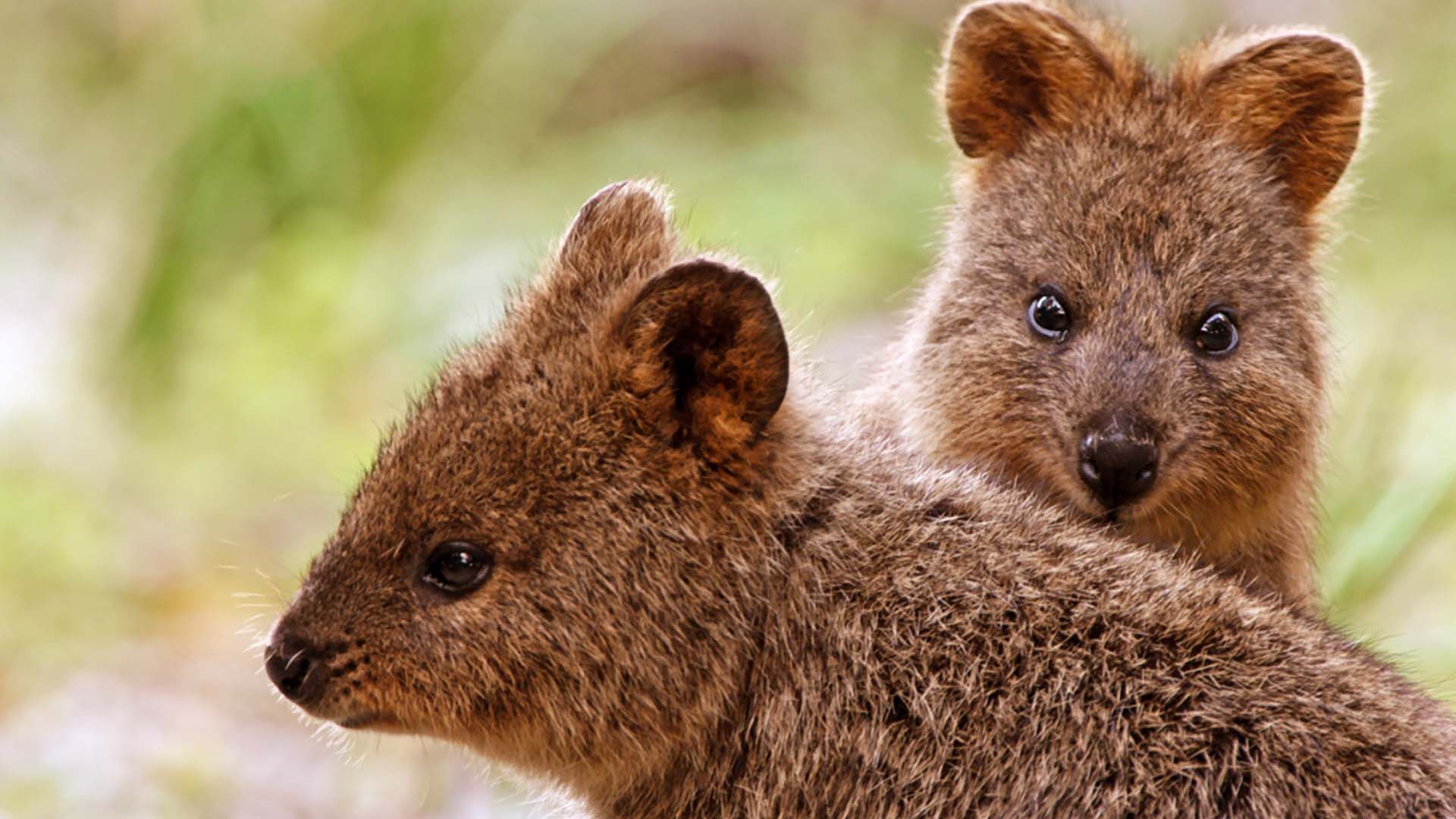 Das geheimnisvolle Leben der Mini-Beuteltiere