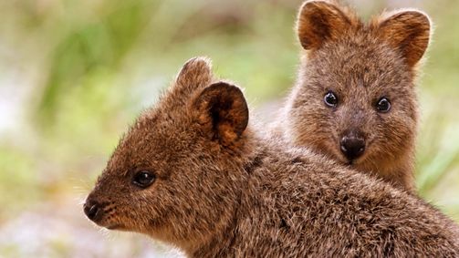 Geheimnisse des wilden Australiens Geheimnisse des wilden Australiens Folge 5: Das geheimnisvolle Leben der Mini-Beuteltiere