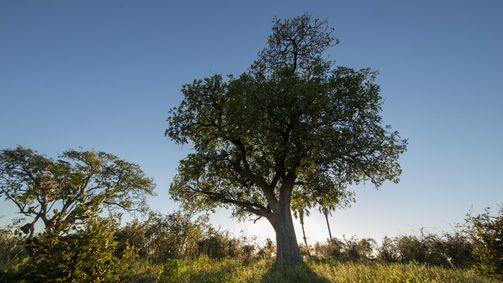Wüste Wurzeln, starke Stämme Wüste Wurzeln, starke Stämme Folge 2: Der Leberwurstbaum