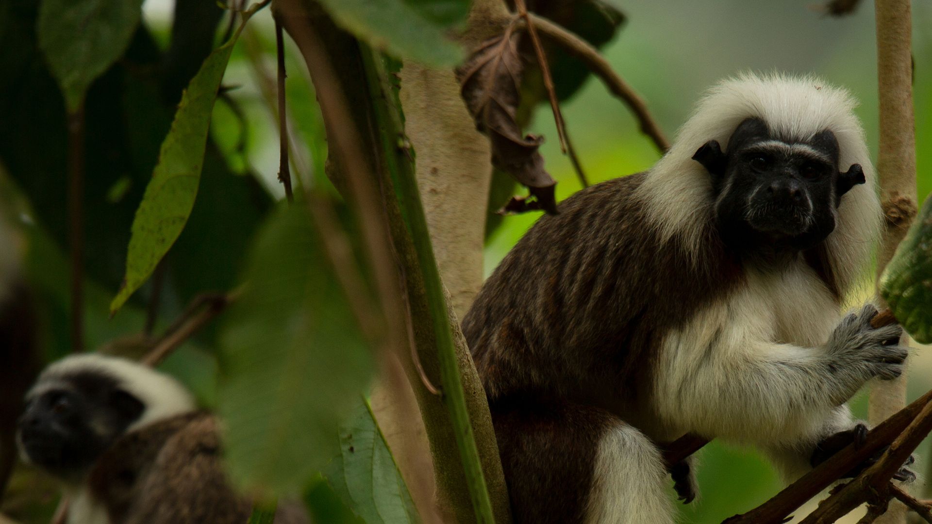 Die Geschichte eines Kapuzineraffen