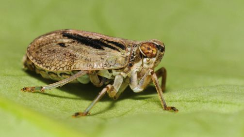 Unerklärliche Phänomene - Ancient Aliens Unerklärliche Phänomene - Ancient Aliens Folge 10: Insekten