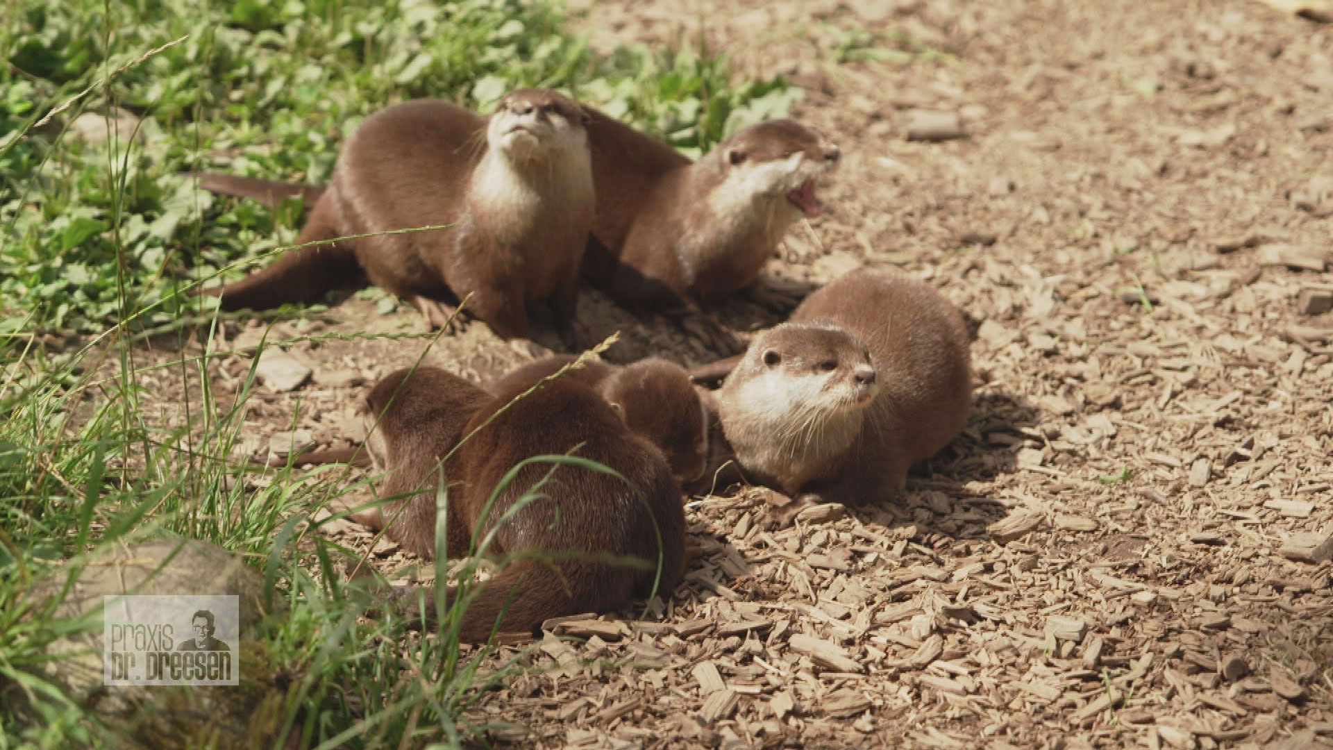 Impfaktion bei den Ottern
