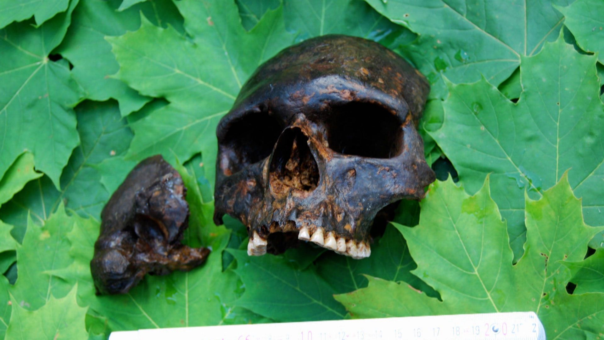 Die Schädelplattform