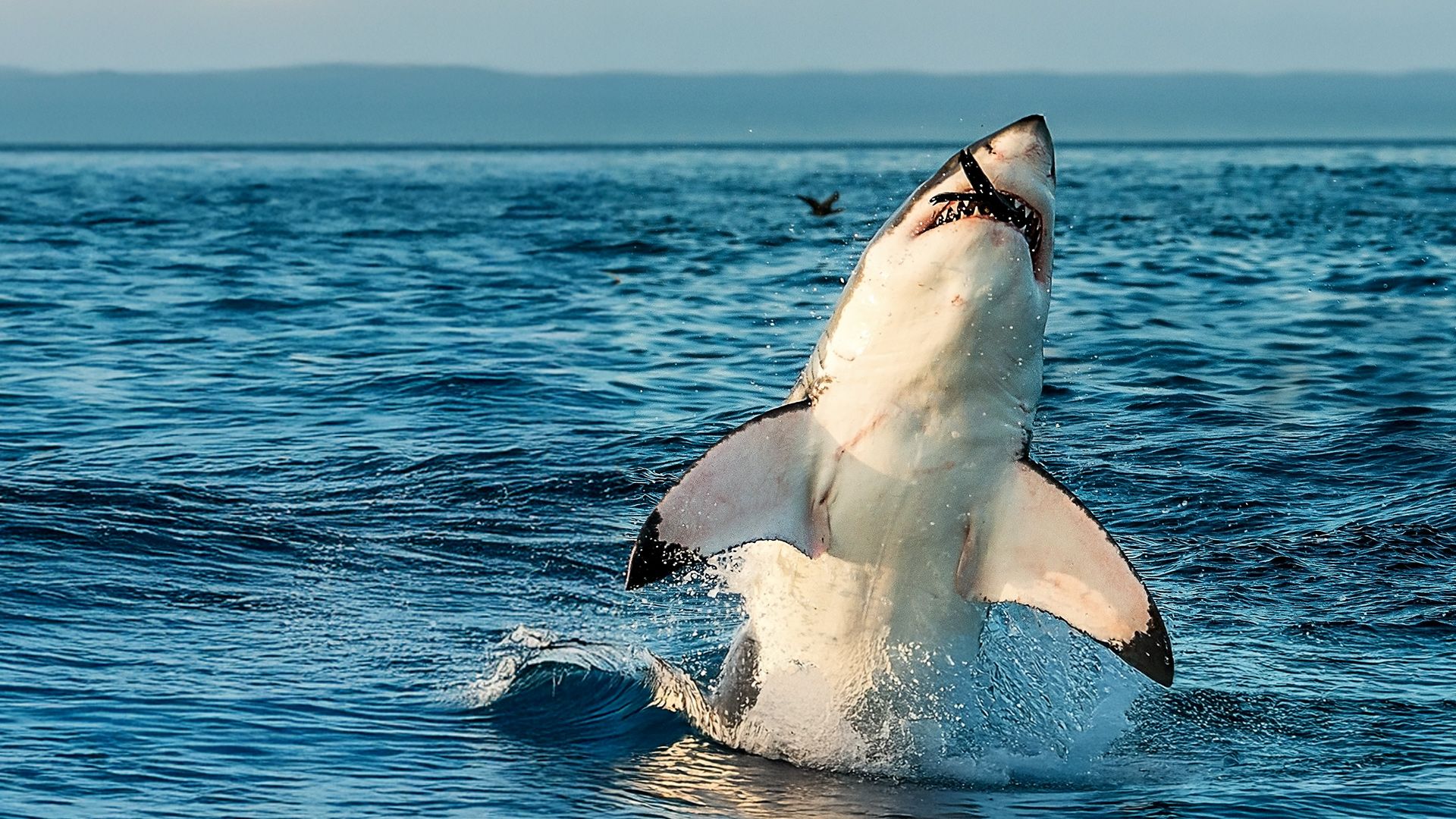 Air Jaws: Sprungparade der Weißen Haie