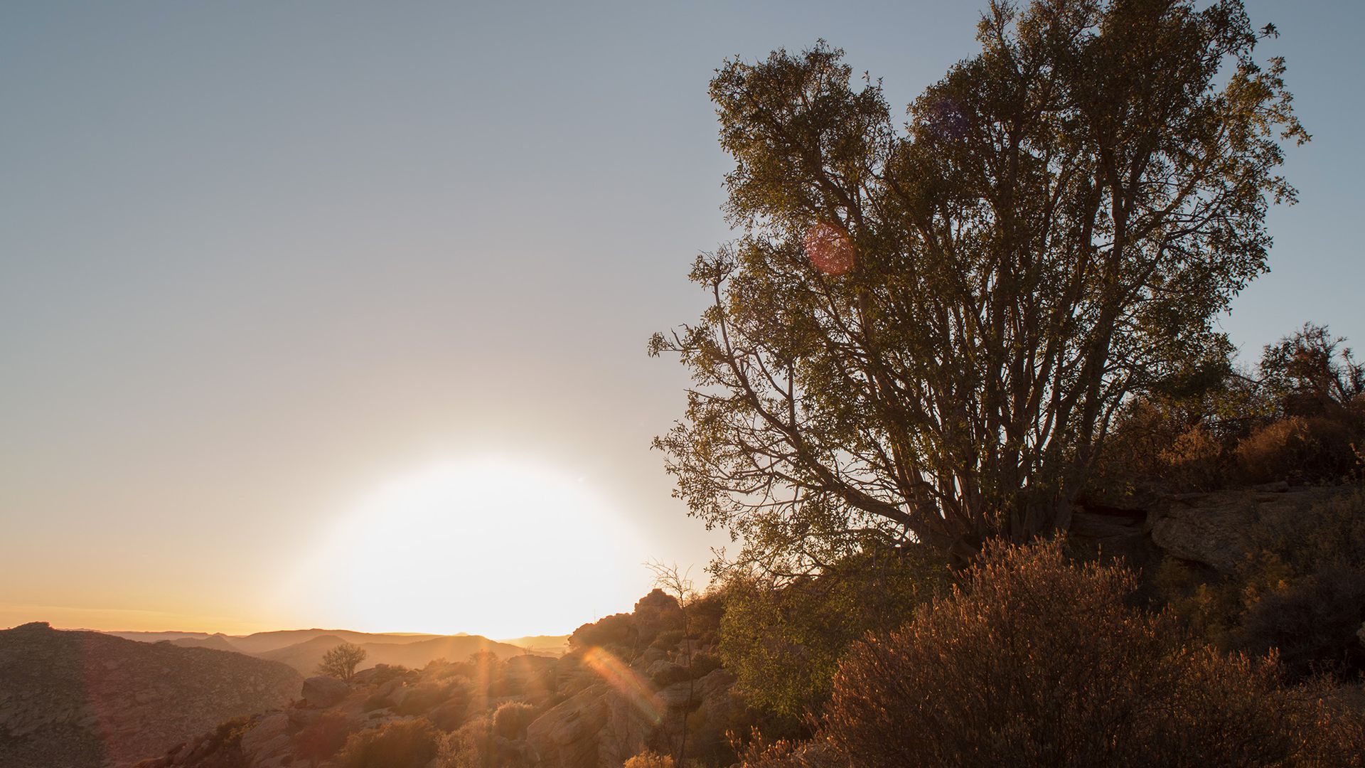 Die Wunderbaum-Feige