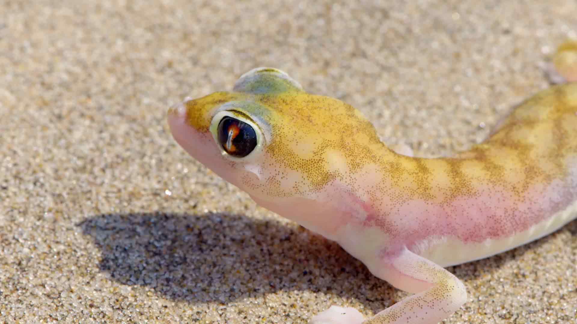Trockene Regionen im Süden
