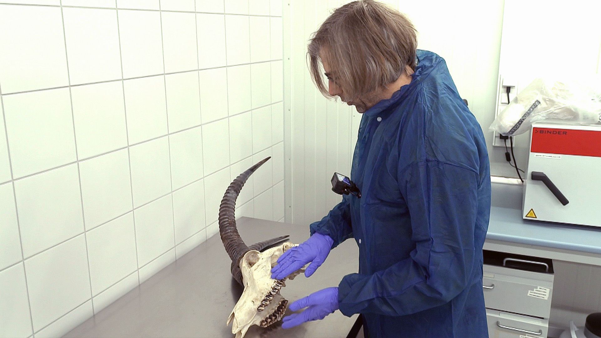 Thema u.a.: Tierarzt Flughafen München - Jagdtrophäe im Koffer?