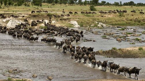 Die Nomaden der Serengeti Die Nomaden der Serengeti Folge 1: Herdenwanderung