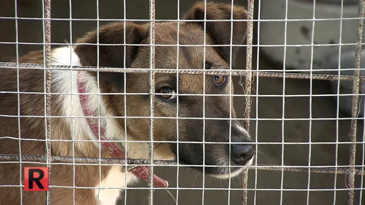 ATV Die Reportage - Vier Beine ganz alleine - Tierliebe ohne Grenzen