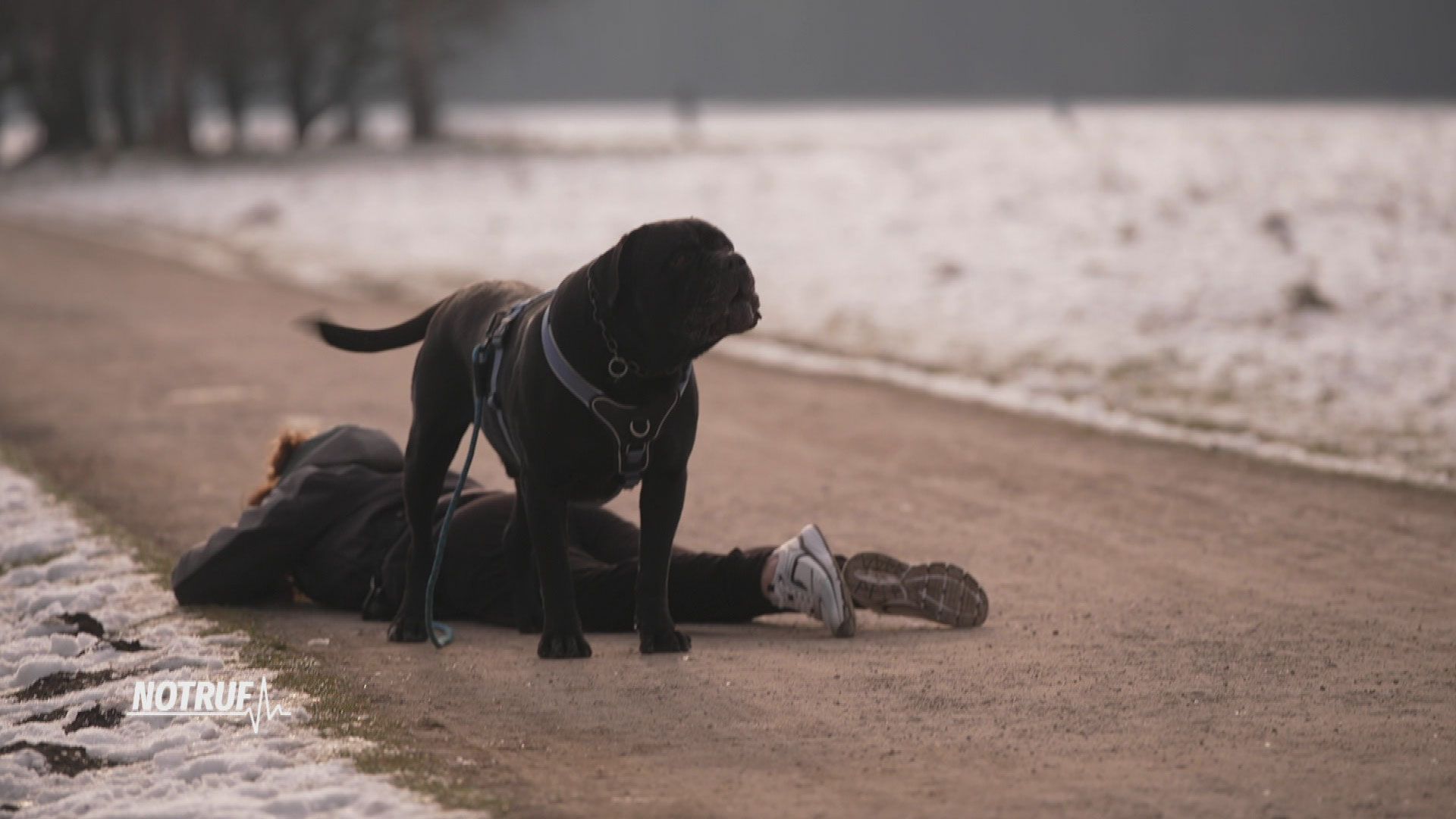 Hund verhindert Rettung