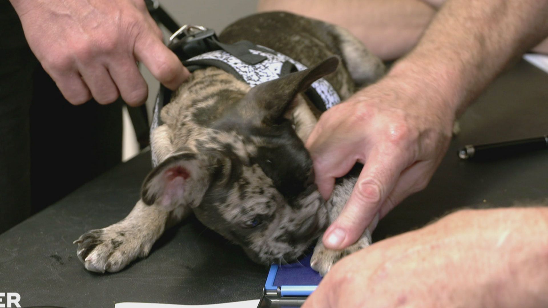 Welpe Louis braucht eine Impfung zum Reisen