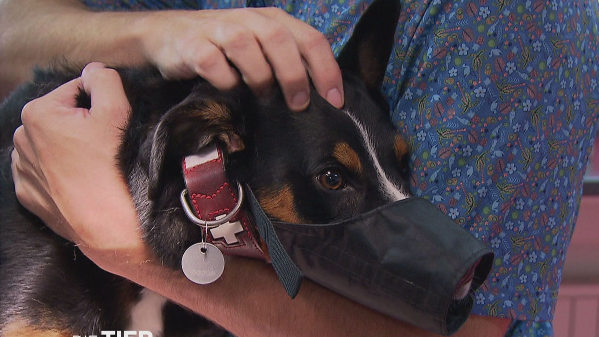 Sorgenhund Maddox hat einen schlimmen Infekt