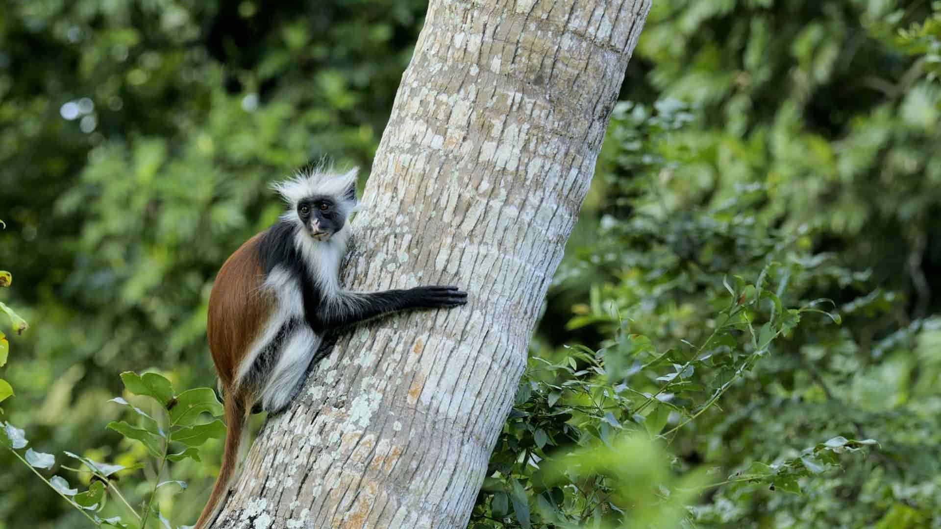 Lemuren auf Madagaskar