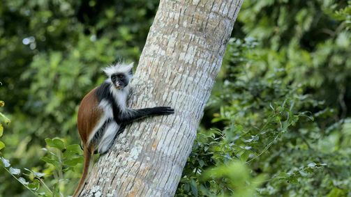 Land der Primaten Land der Primaten Folge 2: Lemuren auf Madagaskar