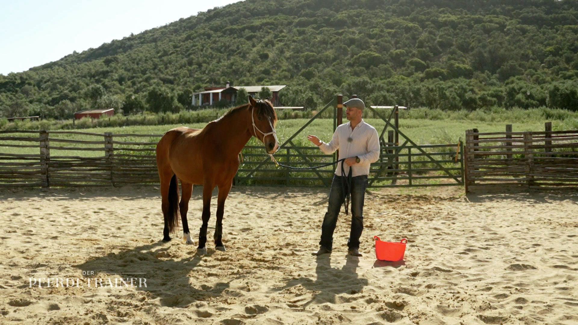 Herausforderungen meistern: Raphaels Arbeit mit traumatisierten Pferden