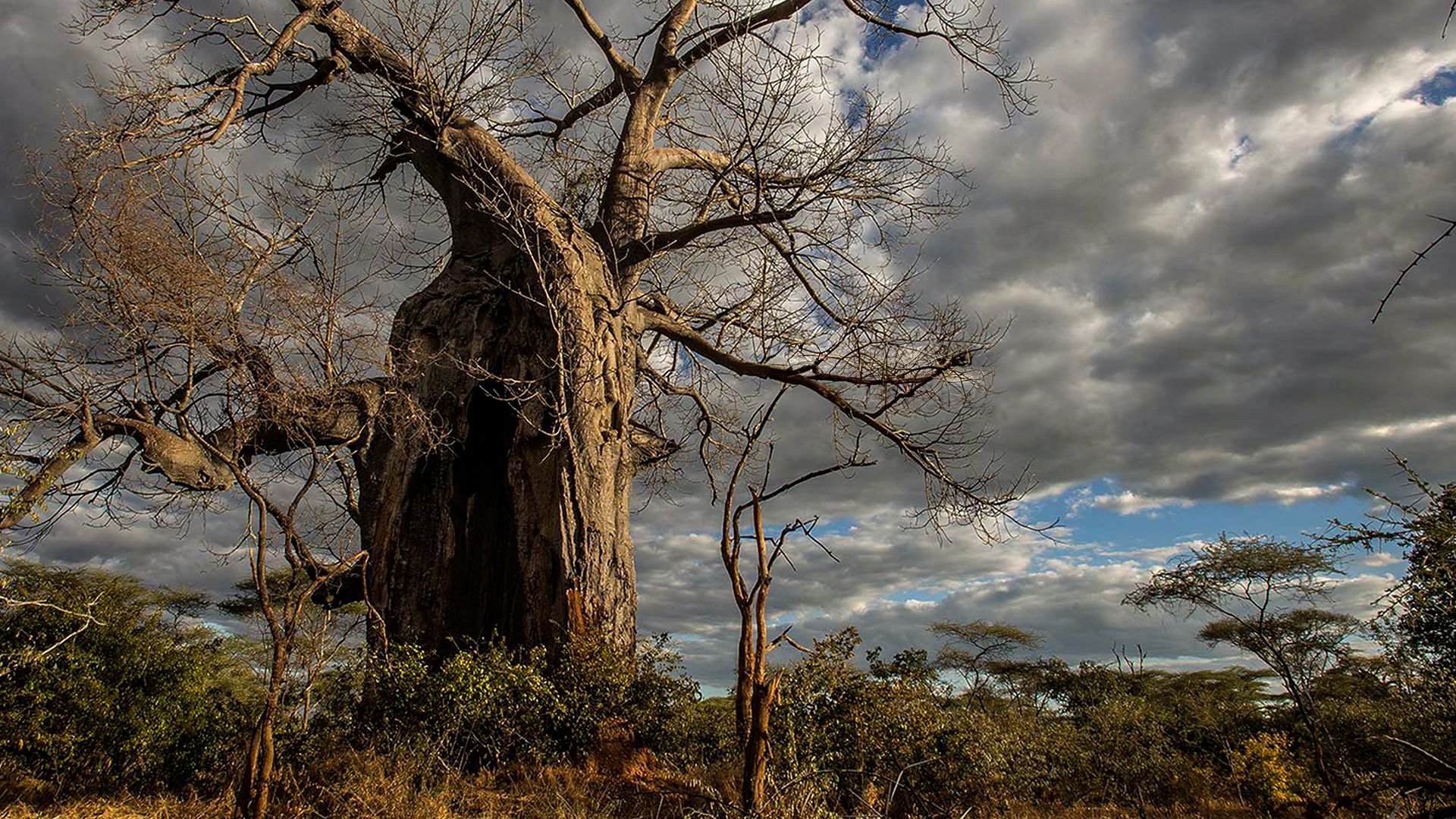 Wüste Wurzeln, starke Stämme