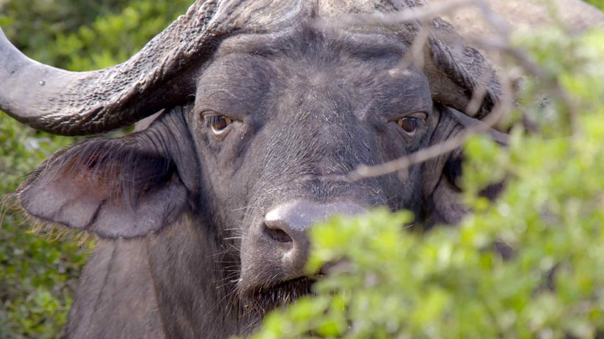 Elefanten im Addo-Nationalpark