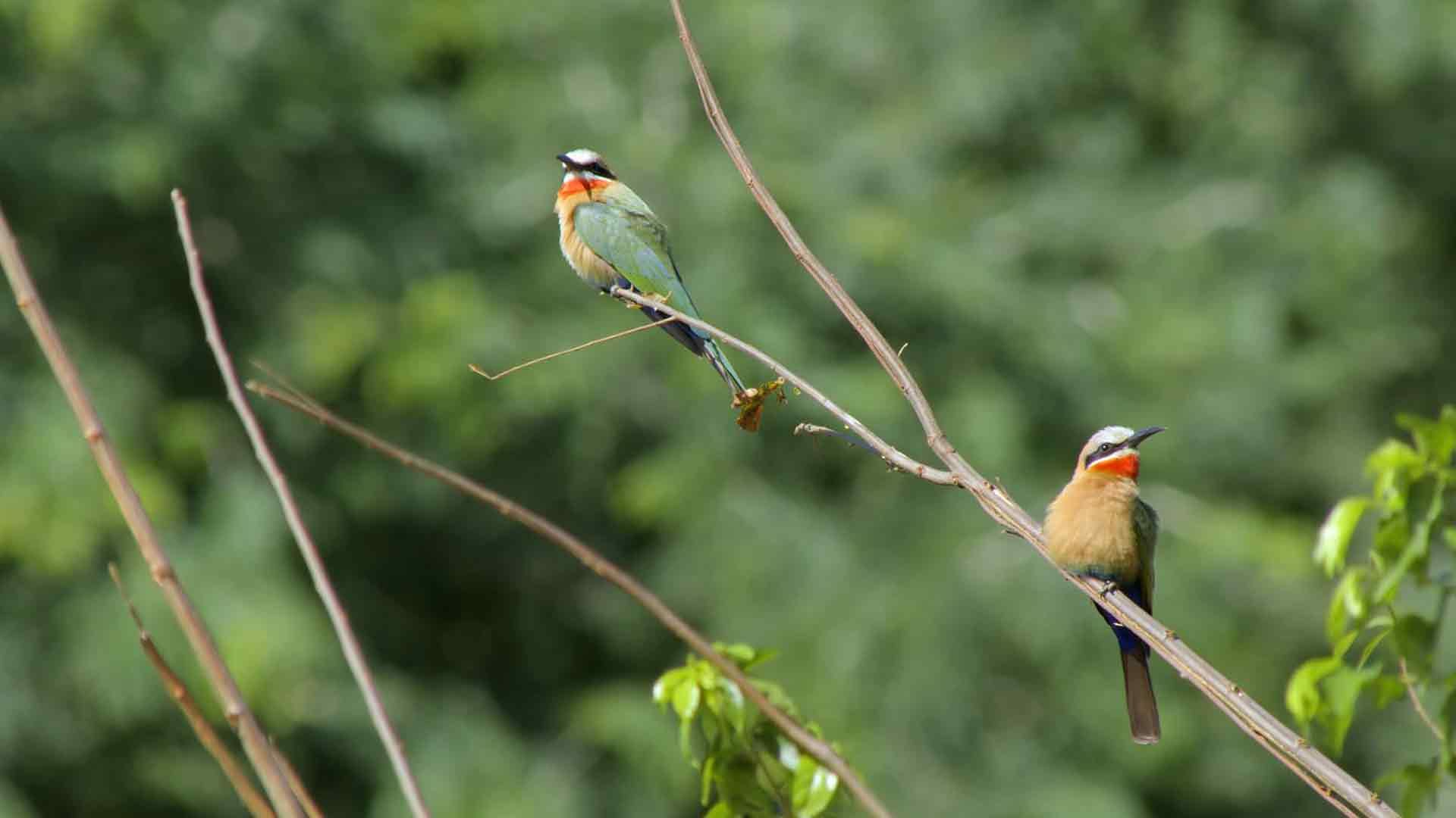 Unterer-Zambesi-Nationalpark