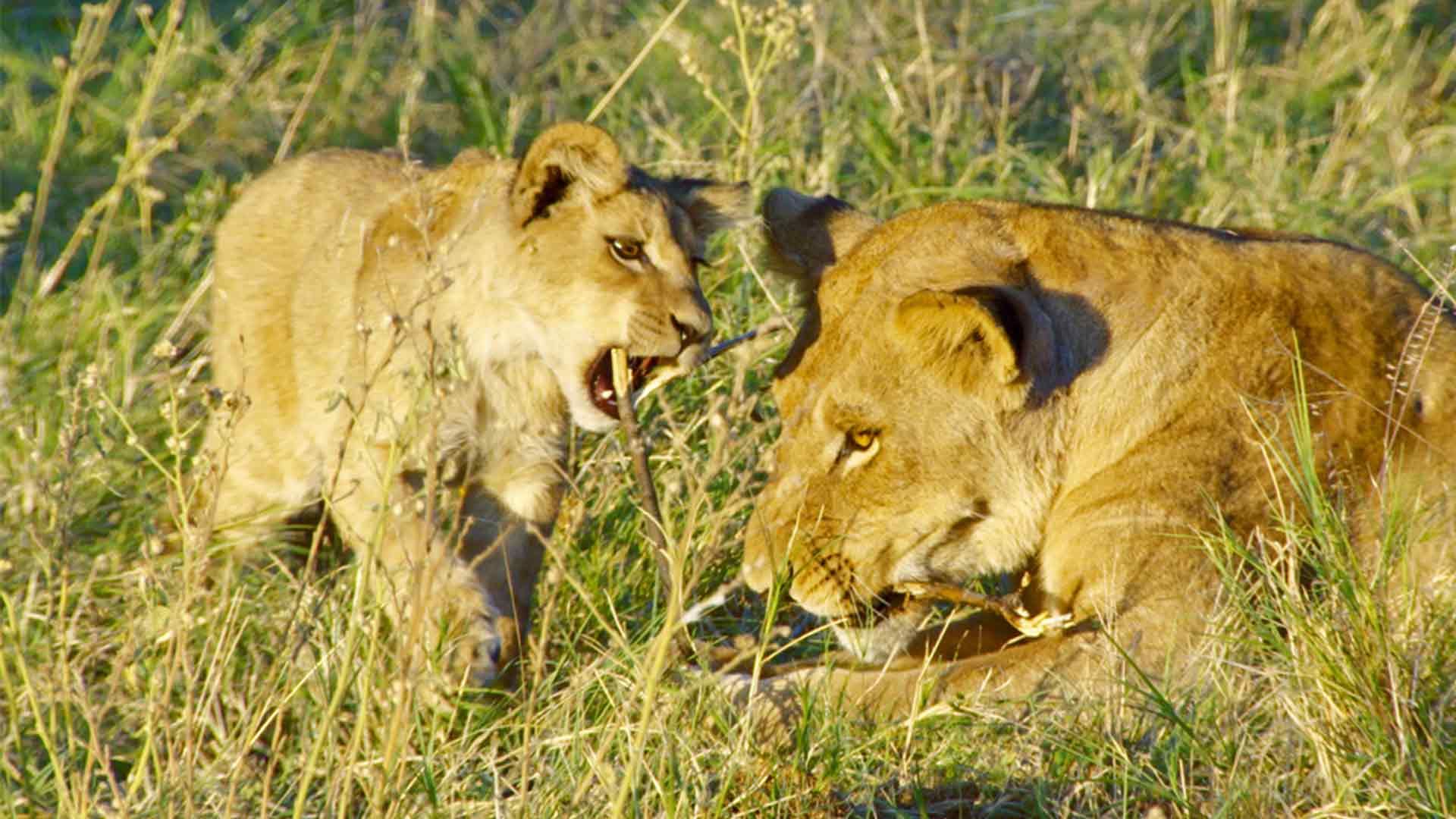 Der Chobe River: Zuflucht für wilde Tiere