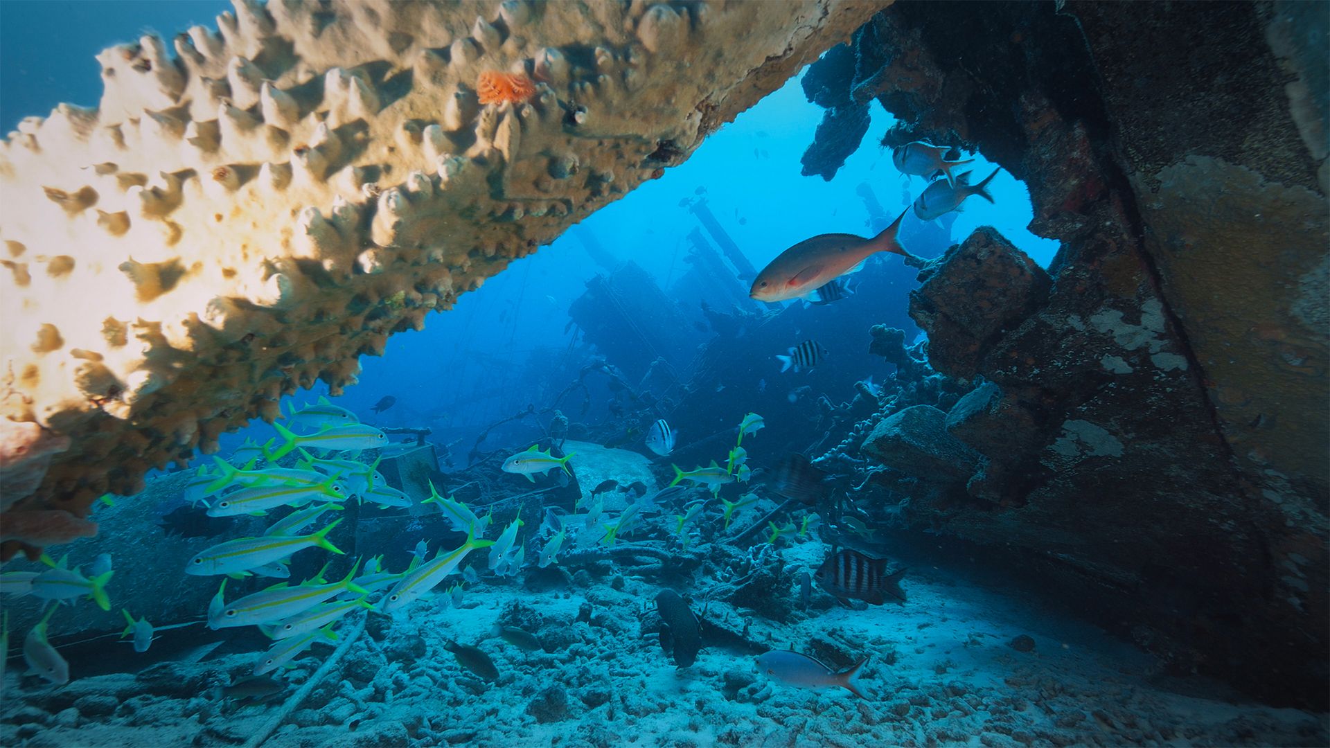 Wrackriffs von Bonaire