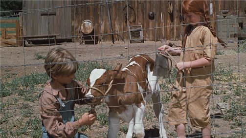 Die Waltons Die Waltons Folge 3: Das Kälbchen