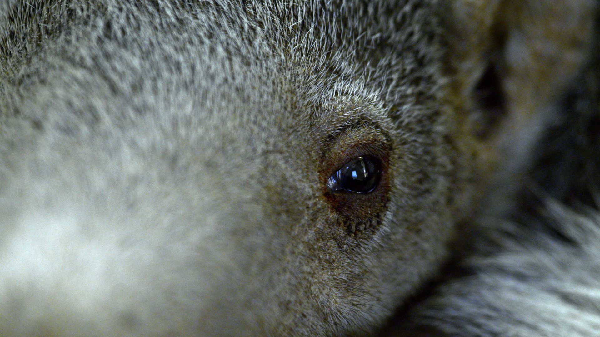 So hässlich, so süß