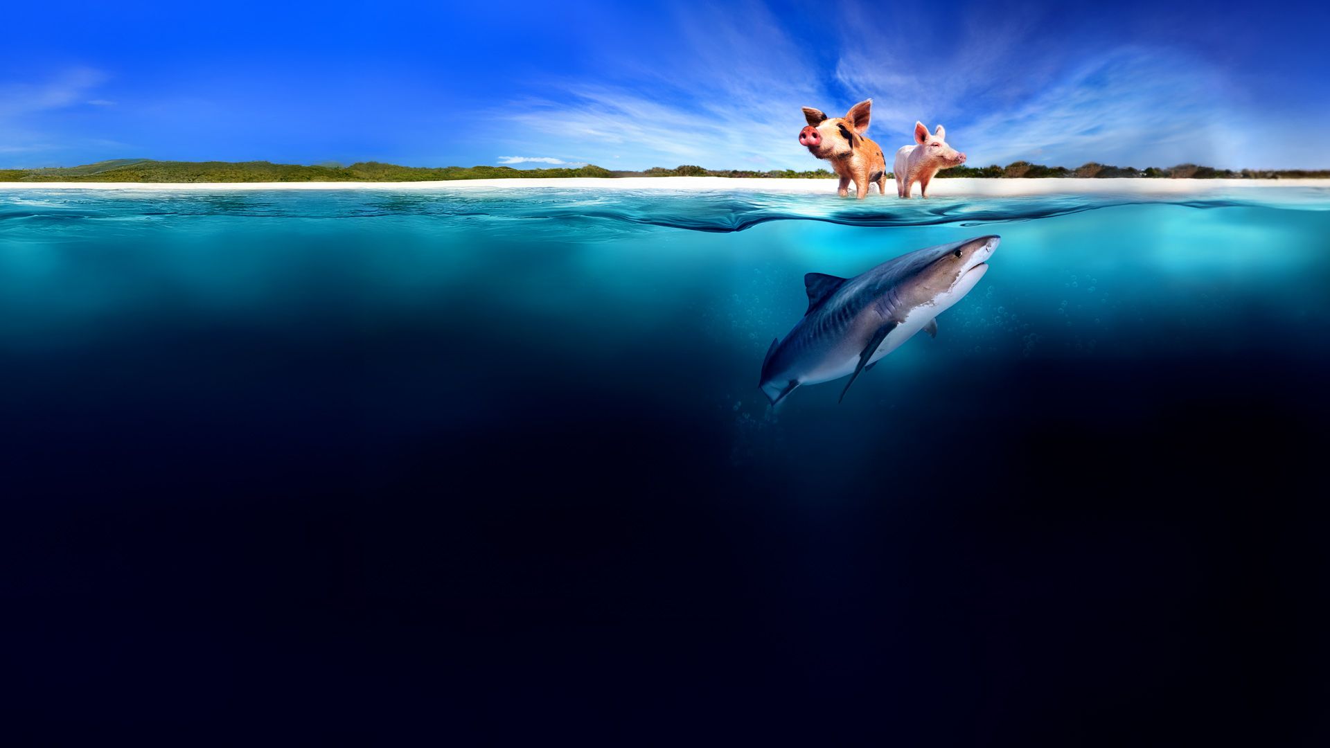 Schweine gegen Haie