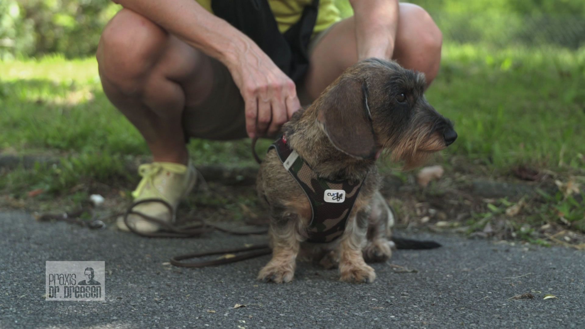 Schwebt Dackel-Dame Charlotte in Lebensgefahr?