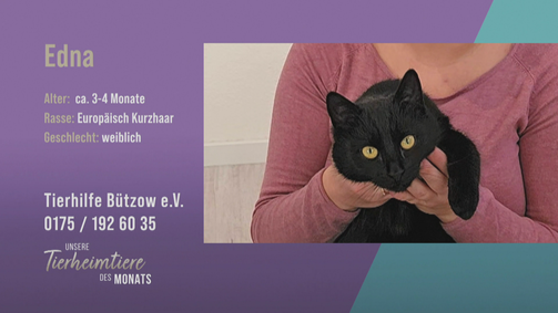 Unsere Tierheimtiere des Monats Unsere Tierheimtiere des Monats Folge 42: Zutraulich und verspielt: Europäisch Kurzhaar Edna