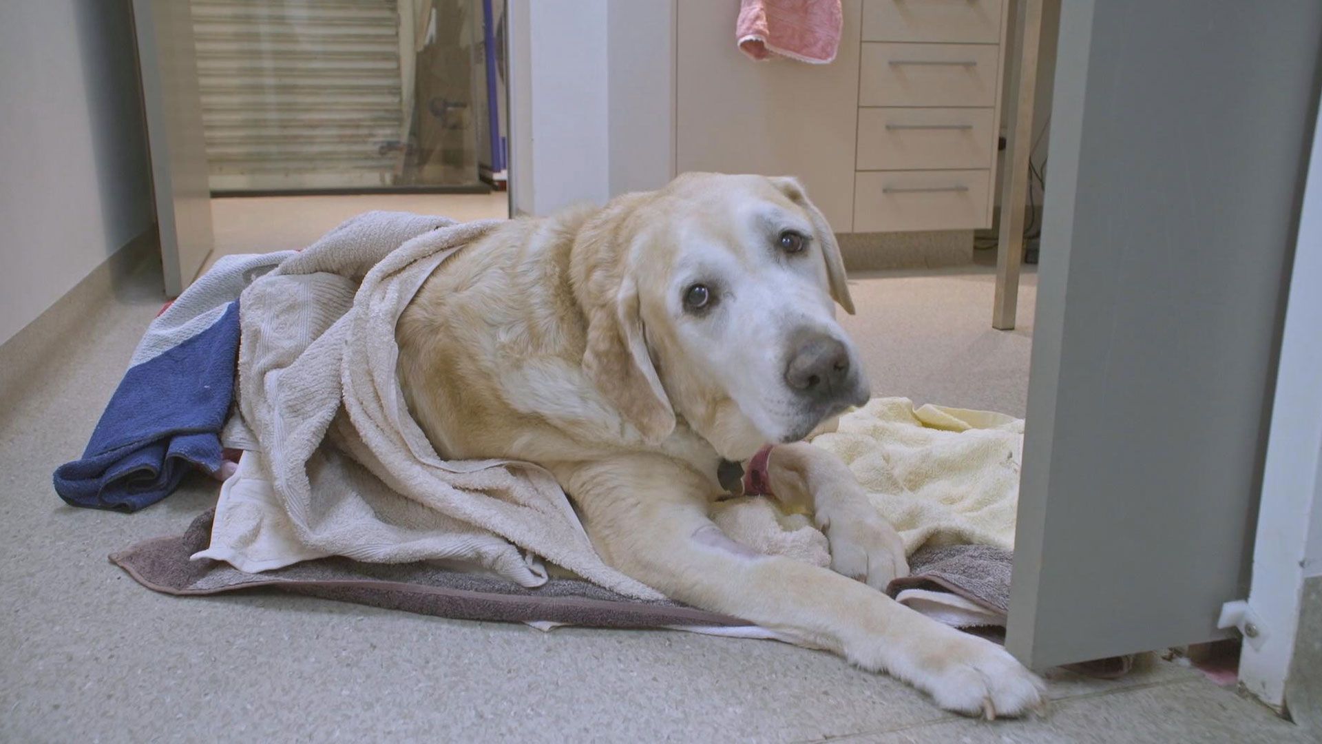 Die Riesengeschwulst